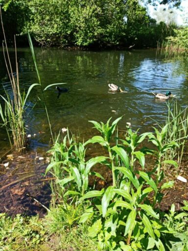 Enten schwimmen im Teich